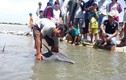 Cá heo 1,6 m mắc cạn trên bãi biển Vũng Tàu