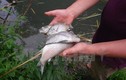 Ai đã “đầu độc” tôm cá ở thượng nguồn sông Đà?