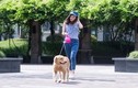 Nữ sinh kiếm bộn tiền nhờ việc dắt chó thuê đi dạo