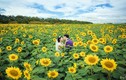 Giới trẻ thích thú với điểm ngắm hoa hướng dương gần Hà Nội