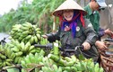 Ảnh: Mùa thu hoạch trên núi đá ở “vương quốc chuối” Việt Nam