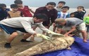 Xác cá voi nặng gần 100 kg dạt vào bờ biển Hà Tĩnh 