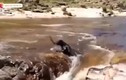 Video: Hành động bất ngờ của chú chó khi thấy đồng loại vượt dòng nước dữ
