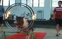 Video: Xem lợn trổ tài nhảy qua vòng lửa, sút bóng vào lưới