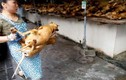 Lễ hội thịt chó vẫn diễn ra ở Trung Quốc bất chấp chỉ trích