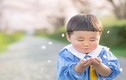 Cậu nhóc Nhật Bản đầu nấm “gây mê” cộng đồng mạng