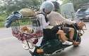 Chàng trai Sài Gòn cùng chó cưng đi phượt khắp muôn nơi