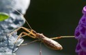 Chuyên gia cảnh báo lạnh gáy về “bọ hôn” lây nhiễm 300.000 người
