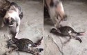 Video: Dại dột trêu cua, mèo nhận cái kết đắng 