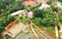 Phú Thọ yêu cầu dỡ công trình "Khu sinh thái vui chơi Thu Cúc Garden"