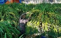 Vườn lan siêu hiếm ở Lào Cai, mỗi năm chỉ thu 1 lần 20 tỷ đồng