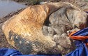 Giữ lại bộ xương cá voi nặng 10 tấn ở Bạc Liêu