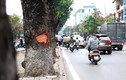 Lạ lùng: Hàng loạt cây xà cừ Hà Nội bị “lột da“