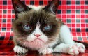 Chú mèo cau có nổi tiếng trong 'Grumpy Cat' qua đời
