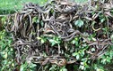 Kinh dị “hòn đảo nọc độc” bị hơn 400.000 con rắn xâm chiếm