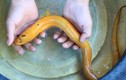 Bắt được lươn vàng óng, dài tới 60cm ở Hà Tĩnh
