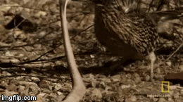 Đối đầu chim chẹo đất, rắn đuôi chuông cực độc bỏ mạng