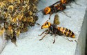 Video: Đàn ong bắp cày tấn công, cướp tổ đối thủ 