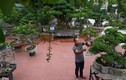 Cây sanh 200 năm tuổi ở Hà Nội 