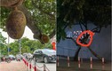 Netizen báo tin buồn về "quả mít an toàn nhất Việt Nam" 