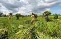 Hình ảnh công an xuống đồng giúp dân gặt lúa chạy bão
