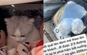 Cô gái bị đuổi xuống giữa đường vì mang mèo lên xe khách