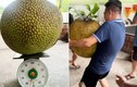 Netizen tò mò quả chủ nhà bổ quả mít "khủng" gần 55kg