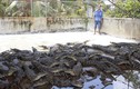 Thảm cảnh hàng vạn con cá sấu bị bỏ đói