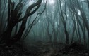 Những bí ẩn rợn người trong khu rừng ma ám đáng sợ nhất thế giới 