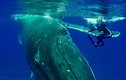 Video: Cá voi khổng lồ dùng vây che chở, cứu nữ thợ lặn khỏi cá mập 