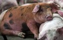 Phát hiện virus gây tiêu chảy ở lợn có nguy cơ lây sang người