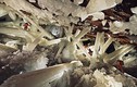 Thám hiểm hang động pha lê lớn nhất thế giới 