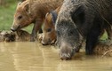 Lợn rừng "xâm lăng, gây náo loạn" đảo thiêng  Malaysia