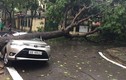 Xe ôtô bị cây đổ đè vào mùa mưa bão, ai chịu trách nhiệm đền bù?