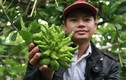 Dân Hà Nội trồng phật thủ: Người thu tiền tỷ, kẻ đổ nợ