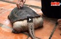 Phát hiện rùa lạ mọc đuôi như cá sấu ở Việt Nam