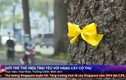 Giới trẻ Sài Gòn gắn ruy băng tạm biệt cây cổ thụ