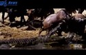 Ghê rợn cảnh cá sấu ăn thịt linh dương khổng lồ