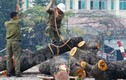 Sự thật đằng sau vụ chặt 6.700 cây xanh ở Hà Nội