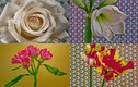 Video quá trình nở của 21 loài hoa hút người xem