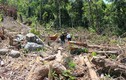 Phẫn nộ rừng tự nhiên ở Quảng Ngãi bị đốn hạ sạch