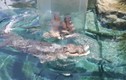 Ghê rợn cảnh người bơi cùng cá sấu trong "lồng tử thần"