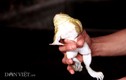 Chú ếch có cơ bụng 6 múi hoành tráng ở Hưng Yên