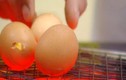 Cách làm trứng nướng ngon không độc hại tại nhà 