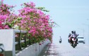 Chiêm ngưỡng cây cầu hoa giấy đẹp nhất Việt Nam