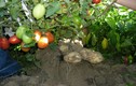 Ngạc nhiên loại cây “đẻ” ra khoai tây và cà chua