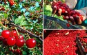 Thu hoạch cả cây cherry chỉ trong một cái rung lắc