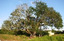 Những chuyện kỳ bí về cây xoài 300 tuổi ở Bạc Liêu