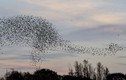 14.000 con chim bay thành hình khủng long ngoạn mục