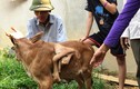 Xôn xao bê 7 chân, 2 bộ phận sinh dục ở Lâm Đồng 